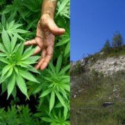 Франківець заявив поліцейським, що знайшов марихуану на Вовчинецьких горах