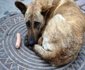 Масове отруєння собак: прикарпатці б’ють на сполох