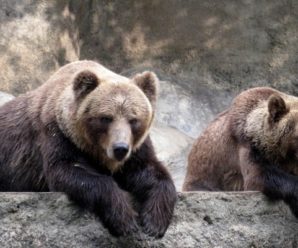 Кумедне відео незграбних зимових розваг карпатських ведмедів