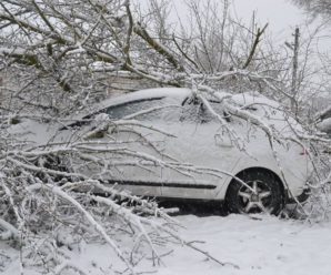 На Чорновола повалене дерево розтрощило кросовер КІА «Sportage»