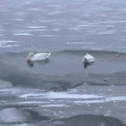 Небайдужі люди врятували пару лебедів на Німецькому озері (фото)