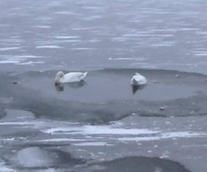 Небайдужі люди врятували пару лебедів на Німецькому озері (фото)