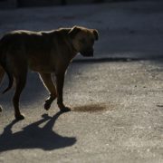 В Івано-Франківську близько 500 мешканців звернулися до лікарні через укуси безпритульних тварин