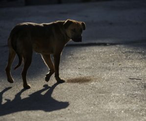 В Івано-Франківську близько 500 мешканців звернулися до лікарні через укуси безпритульних тварин