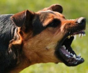 Загрозлива зона: прикарпатське село опинилося на карантині через сказ у домашньої собаки