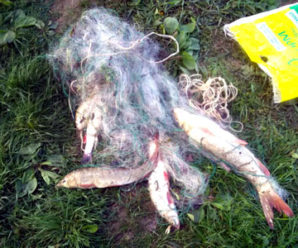 На Прикарпатті оштрафували браконьєра, який ловив рибу сітками (фото)