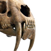 На Прикарпатті виявили залишки доісторичної тварини. Припускають, що це шаблезубий тигр
