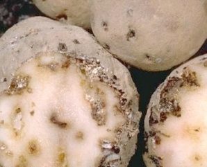 У двох селах Івано-Франківщини запровадили карантин через паразитів на картоплі