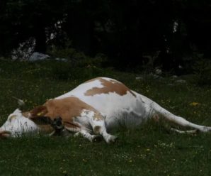 На Прикарпатті, через місцеве агропідприємство трапився масовий падіж худоби. Дівчину-пастуха забрала швидка