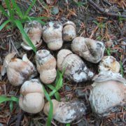 На Прикарпатті грибники відкрили сезон: білі гриби збирають поблизу Косова. ФОТО