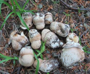 На Прикарпатті грибники відкрили сезон: білі гриби збирають поблизу Косова. ФОТО