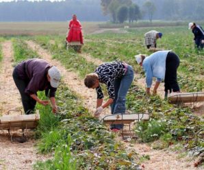 Невже українці почали поважати себе: польські фермери не можуть зібрати урожай полуниці