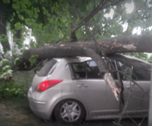 У Івано-Франківську на авто з двома людьми в салоні впало дерево