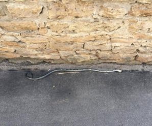 У місті на Львівщині жінку біля житлового будинку вкусила змія