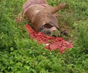У Луцьку мертвих свиней викидають біля житлових будинків (ФОТО)