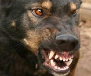 “Ворогові не побажаю пережити …”: Зграя бродячих собак напала на матір з дитиною