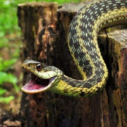 На Прикарпатті двоє людей потрапили до реанімації через укус змії