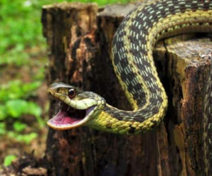 На Прикарпатті двоє людей потрапили до реанімації через укус змії
