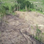 Масштаби  просто вpaжають: дрон зняв на відео суцільно зрубаний ліс на Закарпатті(відео)