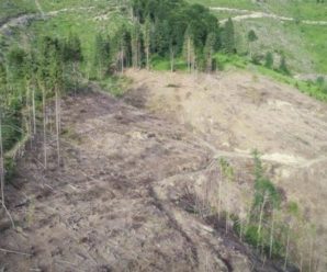 Масштаби  просто вpaжають: дрон зняв на відео суцільно зрубаний ліс на Закарпатті(відео)