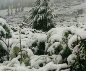 У Карпатах неочікувано випав сніг(фото)