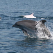 Вбивчий пластик: у шлунку дельфіна знайшли 80 пластикових пакетів
