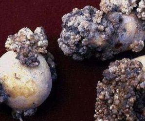 На Прикарпатті та Буковині виявили рак картоплі