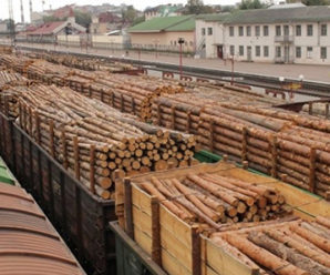 Україна експортує до ЄС незаконну деревину для постачальників Ikea і H&M – дослідники