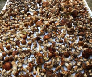 На Івано-Франківщині рекорди збору урожаю грибів б’ються щодня. ФОТО/ВІДЕО