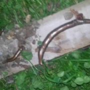 На Прикарпатті родина знайшла на своєму подвір’ї кілька зміїних гнізд. ФОТО