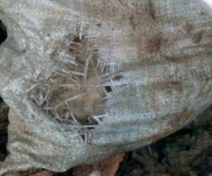 На Прикарпатті виявили мішки, у яких знаходились трупи собак (фотофакт)