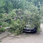 У Коломийському районі на автомобіль впало дерево