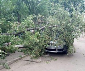 У Коломийському районі на автомобіль впало дерево