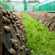 В Івано-Франківській області офіційно запрацювала ферма з вирощування равликів (фото+відео)