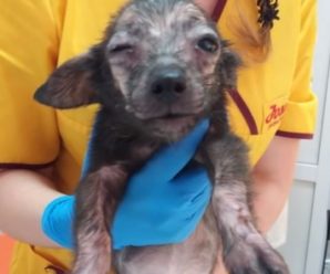 Депутат Вовчинецької сільради продає хворих собак, яких утримує в поганих умовах (відео)