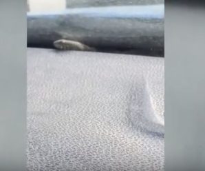 У Тернополі чоловік весь день їздив зі змією у салоні авто(відео)
