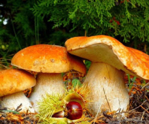 За тиждень в Івано-Франківській області четверо людей отруїлись грибами