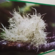 У Франківську презентували фотовиставку «Біорізноманіття пралісів Горган» (відео)