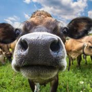 Як не болото, то стічна яма: на Прикарпатті надзвичайники за добу врятували двох корів
