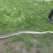 На Прикарпатті юнаки натрапили на двометрову змію ФОТО