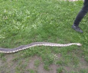 На Прикарпатті юнаки натрапили на двометрову змію ФОТО