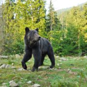 На Франківщині фотограф-грибник набрів у лісі на ведмедя (фото)