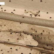 У Франківську багатоповерхівку заполонили комахи (відео)