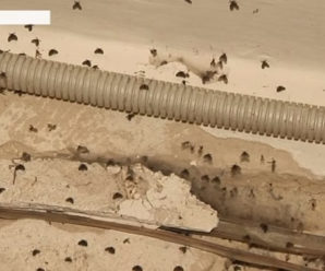 У Франківську багатоповерхівку заполонили комахи (відео)