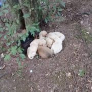 У Прикарпатському містечку невідомі викинули у лісі собаку та семеро цуценят (фотофакт)