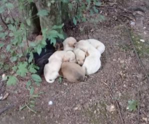 У Прикарпатському містечку невідомі викинули у лісі собаку та семеро цуценят (фотофакт)