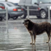 На заході та півдні України оголосили штормове попередження