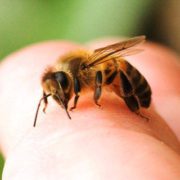 На Тернопільщині дитина померла від бджоли, яка ховалася у грушці