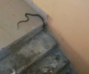 В багатоповерхівці Калуша люди виявили змію. ФОТО