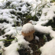 В Карпатах збирають гриби під снігом (фото+відео)